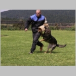 Dingo beim absetzen.JPG